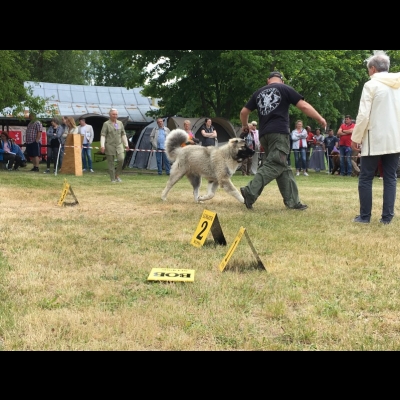 NDS USTKA'18 - BALDUR - NAJLEPSZE SZCZENIĘ W RASIE
